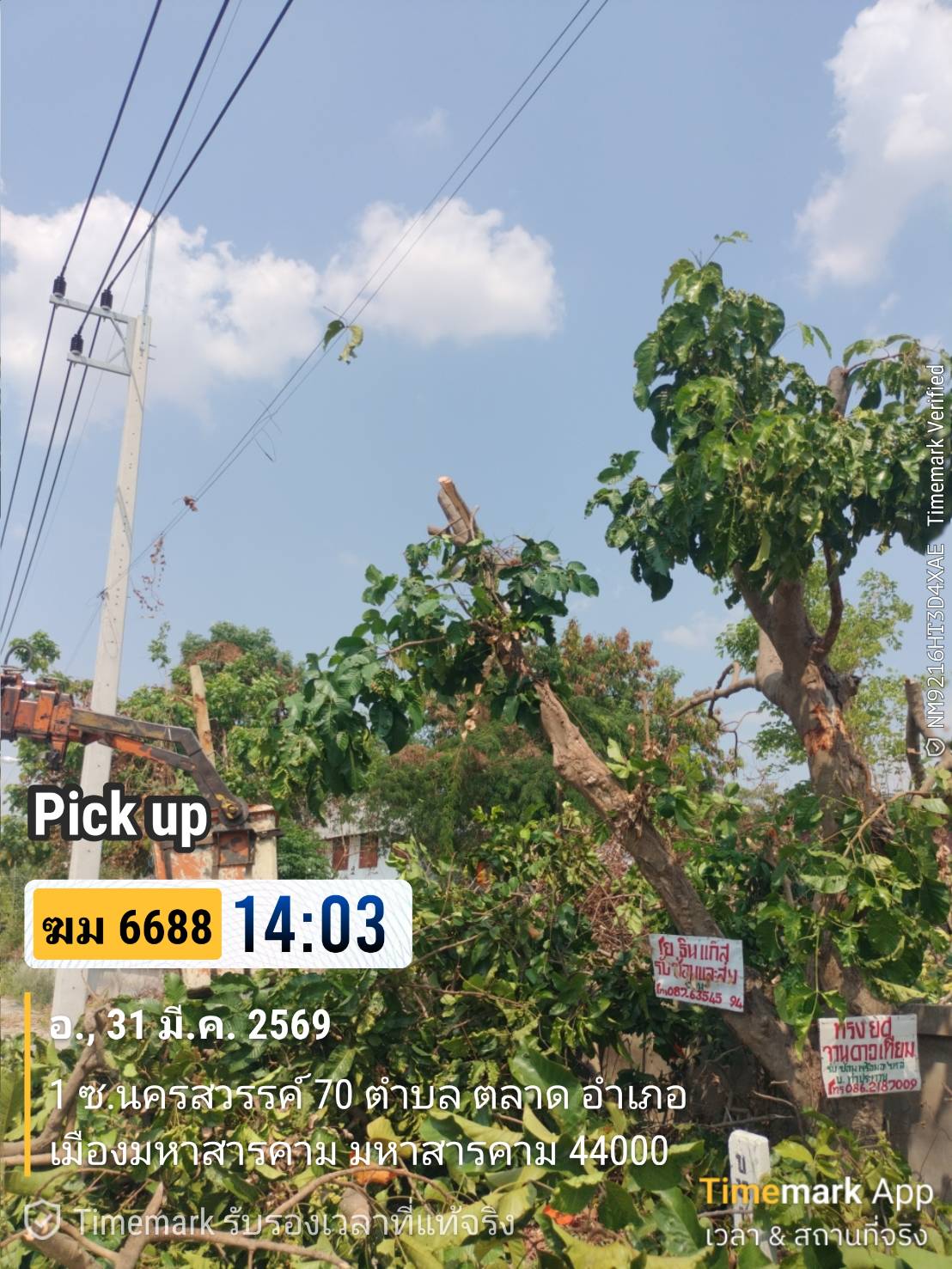 ภาพประกอบ: ตัดกิ่งไม้ระสายไฟฟ้าสาธารณะ